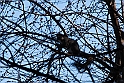 Torino 06_03_2011 - Scoiattolo_25